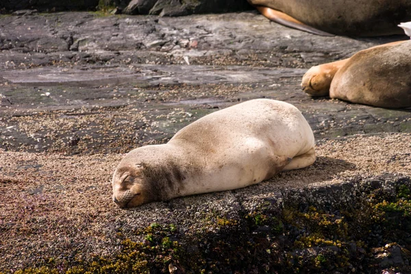 Baby sea lion sleeping on a rock — Stock Photo, Image