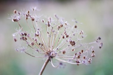 alan derinliği ile kuru bitki