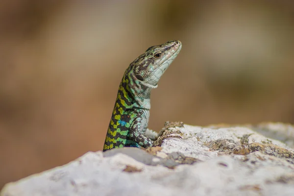 Saurian curious watching — Stock Photo, Image