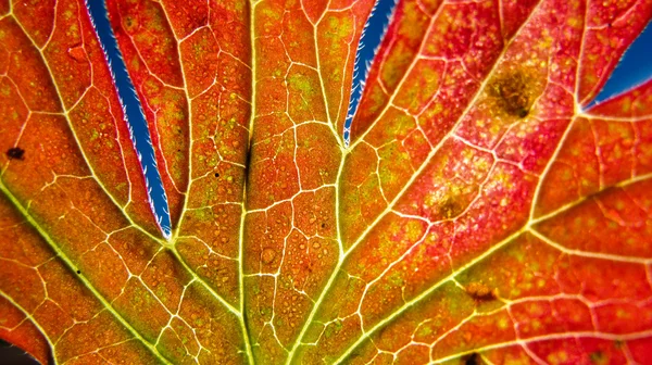 Macro foglia autunno con profondità di campo — Foto Stock