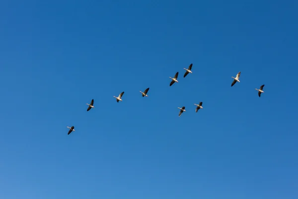 Brants volant sur un ciel bleu cristal — Photo