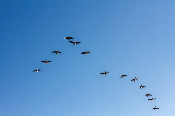 Brants flying formation on a crystal blue sky — Stock Photo, Image