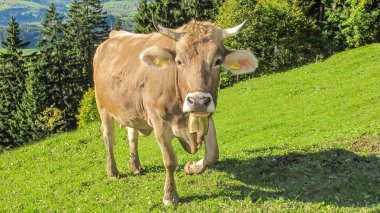 Sana bakarken Alp kahverengi inek