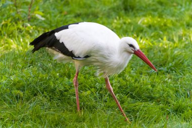 Leylek yeşil alan üzerinde yürüme