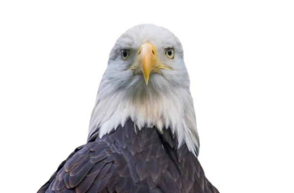 Bald eagle isolated on white — Stock Photo, Image