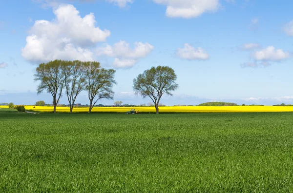 Campo de milho com árvores céu azul e trator — Fotografia de Stock