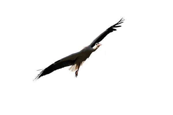 Stork flying isolated on white — Stock Photo, Image