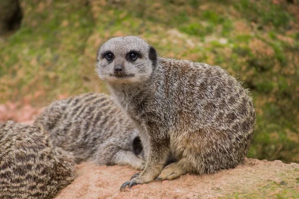 Cam içine izlerken suricate — Stok fotoğraf