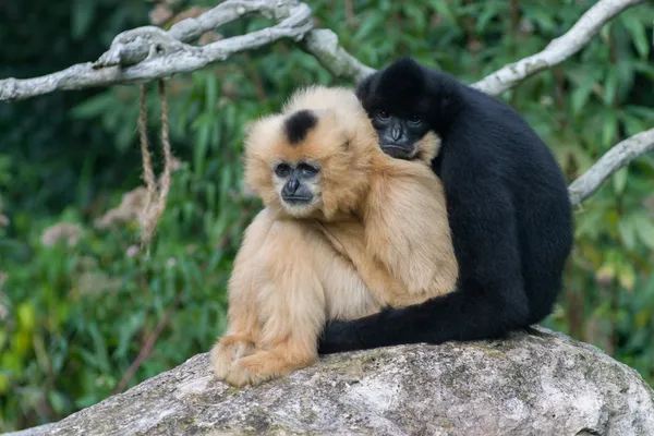 2 обезьяны обнимаются — стоковое фото
