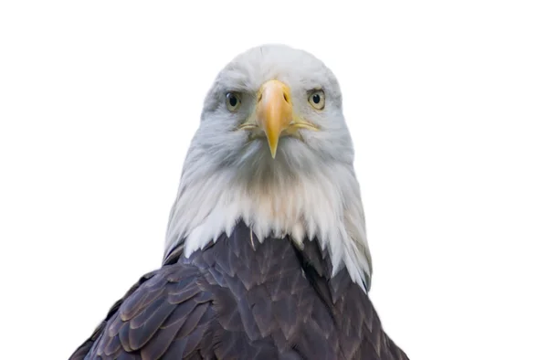 Bald eagle isolerad på vit Royaltyfria Stockfoton