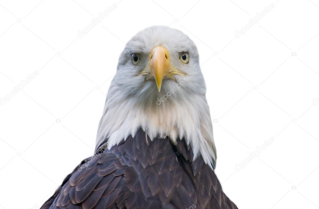 Bald eagle isolated on white