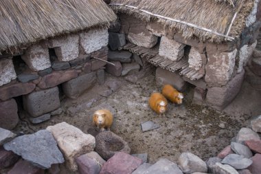 Guinea pigs in Peru waiting for the dinner clipart
