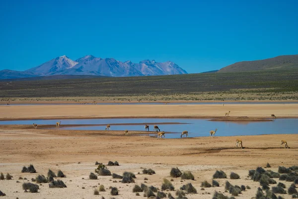 Vicuna in the Andes drinking at a standpipe — Stock Photo, Image