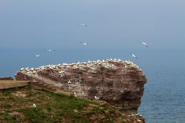 Скала в северном море со многими птицами — стоковое фото