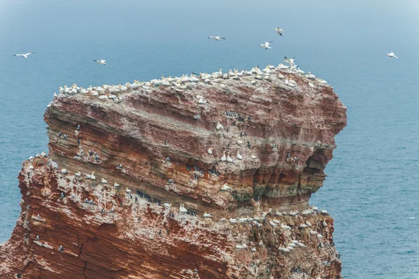 Top della Lange Anna in Helgoland con molti uccelli — Foto Stock