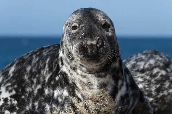 Seal on the dune of Helgoland looking at you — Stock Photo, Image