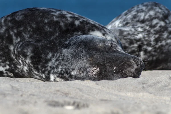 Seal on the dune of Helgoland relaxing close — Stock Photo, Image