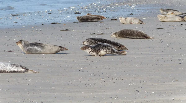 Seal on the dune of Helgoland on the way to the sea — Stock Photo, Image