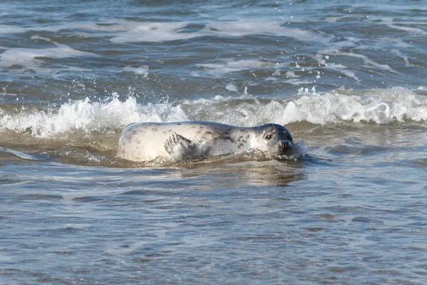 Seal on the dune of Helgoland bathing — Stock Photo, Image