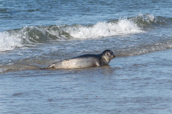 Seal on the dune of Helgoland bathing — Stock Photo, Image
