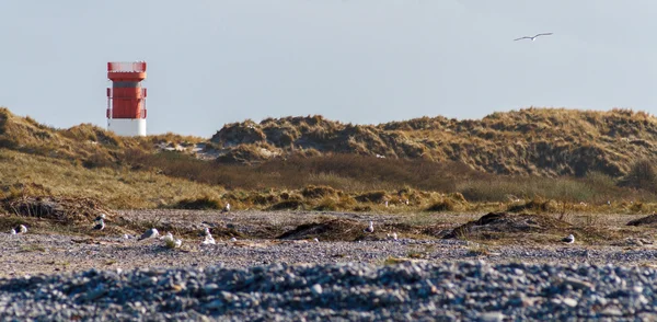Farol na duna de Helgoland com gaivotas e seixos — Fotografia de Stock