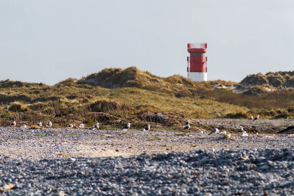 カモメや小石があるヘルゴラント砂丘上の灯台 — ストック写真