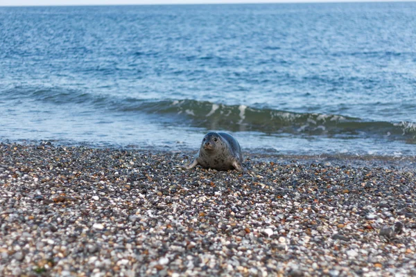 Robbe auf der Helgoländer Düne, die aus dem Meer kommt — Stockfoto
