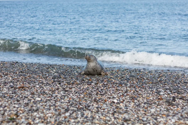 Seal on the dune of Helgoland coming from the sea — Stock Photo, Image