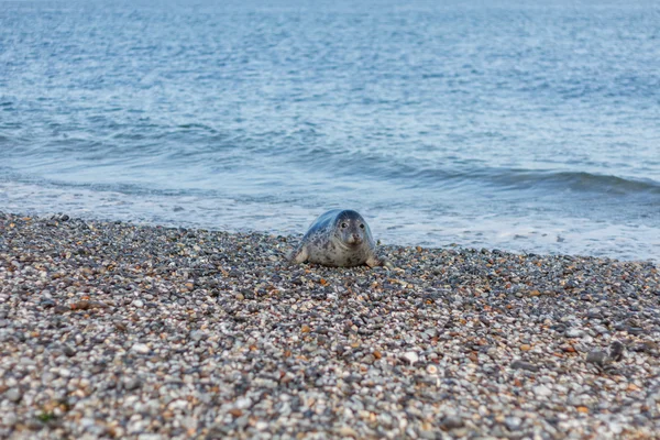 Seal on the dune of Helgoland coming from the sea — Stock Photo, Image