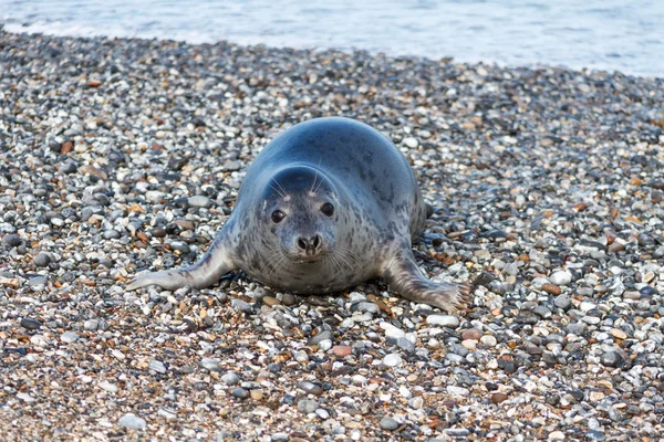 Těsnění na Duně helgoland představovat CAM — Stock fotografie