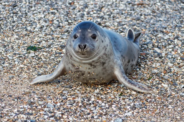 Pieczęć na wydmy z helgoland pozowanie na kamery — Zdjęcie stockowe