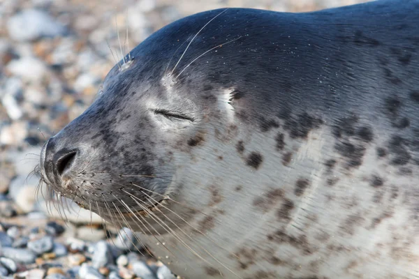 Seal on the dune of Helgoland posing to the cam — Stock Photo, Image
