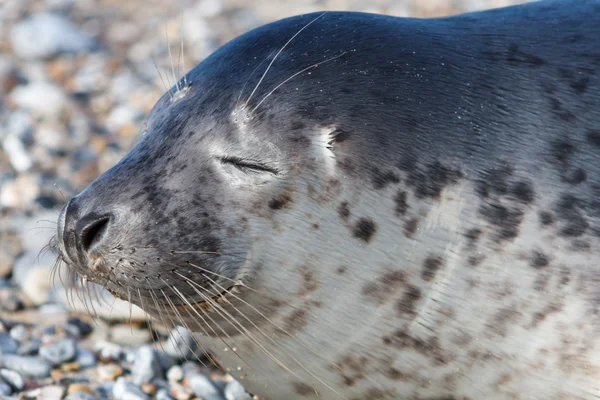 Pieczęć na wydmy z helgoland pozowanie na kamery — Zdjęcie stockowe