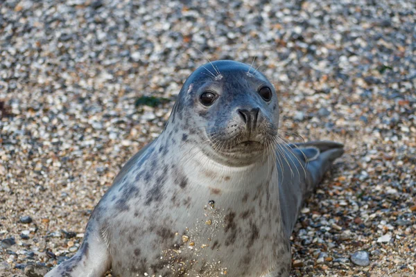 Seal on the dune of Helgoland posing to the cam — Stock Photo, Image