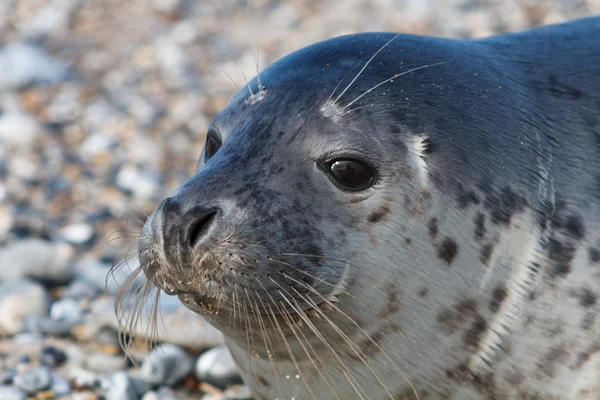 Těsnění na Duně helgoland představovat CAM — Stock fotografie