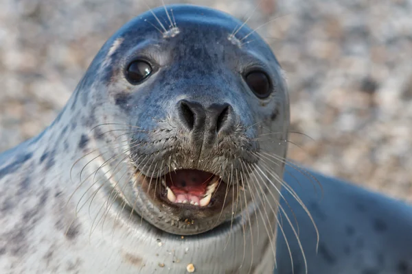 Seal on the dune of Helgoland posing to the cam — Stock Photo, Image