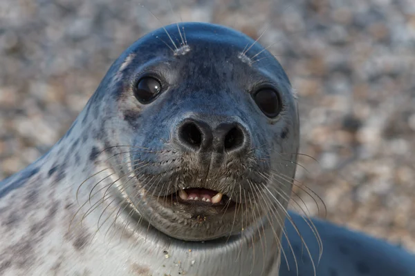 Seal on the dune of Helgoland posing to the cam — Stock Photo, Image