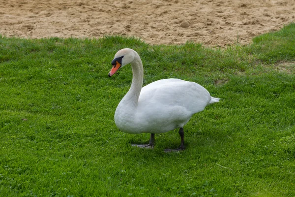 Swan on the lawn with sand in the back — Stock Photo, Image