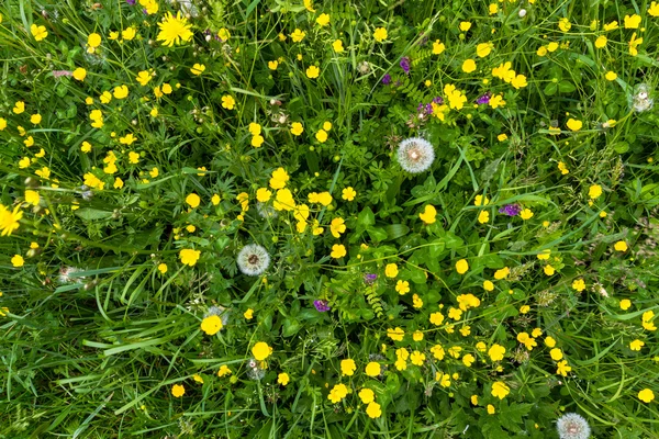 Gele boterbloem weide bovenaanzicht met paardebloem — Stockfoto