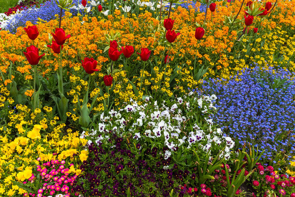 Цветочная кровать с красными тюльпанами и красивыми цветами
