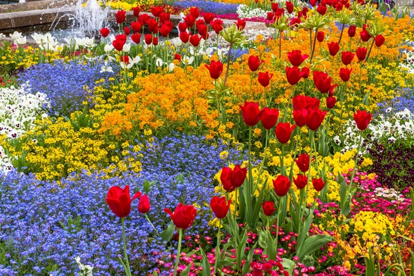 Bloem bed met rode tulpen en prachtige bloemen — Stockfoto