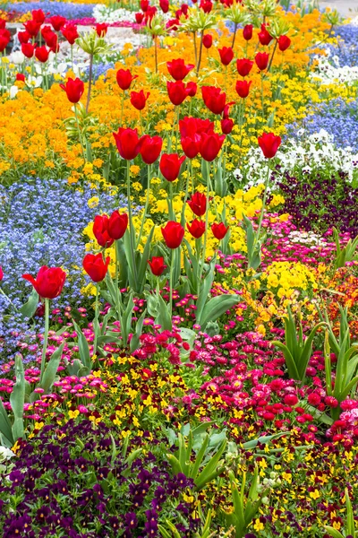 Bloem bed met rode tulpen en prachtige bloemen verticale — Stockfoto