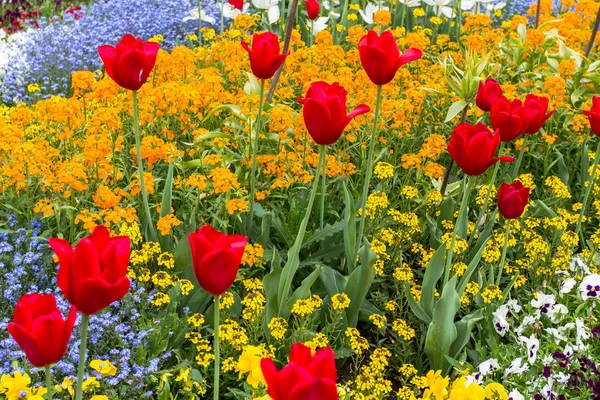 Bloem bed met rode tulpen en prachtige bloemen — Stockfoto