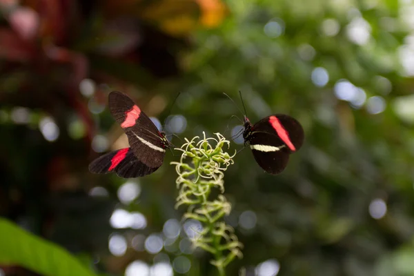 2 Farfalle su una pianta fianco a fianco — Foto Stock