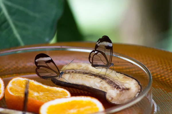 Farfalle con ali trasparenti che mangiano frutta — Foto Stock