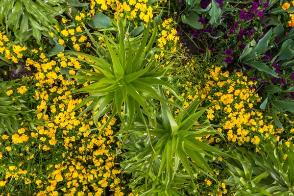 Bloem bed bovenaanzicht in verschillende kleuren — Stockfoto