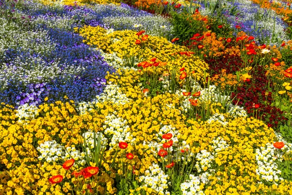 Bloem bed bovenaanzicht in verschillende kleuren — Stockfoto