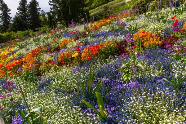 Enorme bloem bed bovenaanzicht in verschillende kleuren — Stockfoto