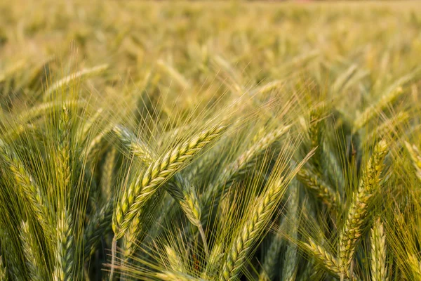 Akşam güneşi olarak makro çekim alanına arpa