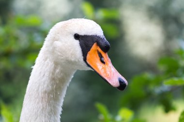 Beyaz Kuğu makro ile tüylü waterdrops